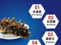 宁波哪里卖海参（宁波哪里卖海参好）