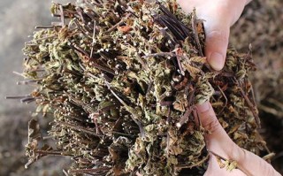 仙草干哪里有卖（仙草干哪里有卖的啊）