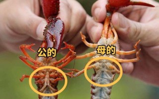 龙虾的籽在哪里（龙虾的籽在哪个部位）