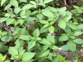 罗勒叶在哪里有卖（兰州市哪里有卖皮萨草，百里香，罗勒叶（紫苏）等香料的）