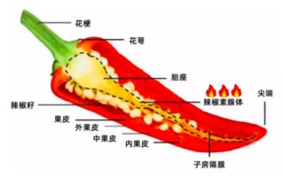 尖椒吃哪里（尖椒哪个部位最辣）