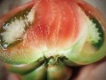 哪里的番茄酸（什么样子的番茄不酸）
