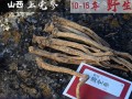 哪里的党参最好（哪里的党参最好最正宗）