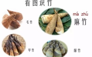 竹笋的哪里能吃（竹笋哪里可以吃哪里不能吃）