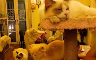 咖啡猫怎么养最好,猫窝咖啡馆