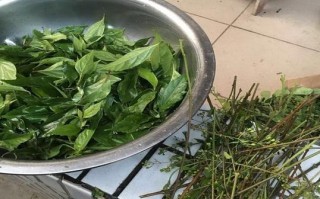 豆腐柴做豆腐用什么凝固,哪里有卖豆腐柴的地方