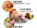 海螺里面吃哪里,海螺的脑在哪