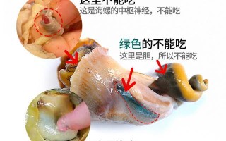 海螺里面吃哪里,海螺的脑在哪