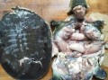 甲鱼吃哪里了（甲鱼什么部位不能吃）