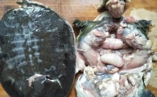 甲鱼吃哪里了（甲鱼什么部位不能吃）