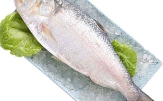 鲥鱼哪里最好（鲥鱼好养殖吗）