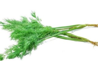小回香哪里好（小回香那里的好）