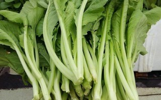 芥菜发苦是怎么回事,芥菜是苦的么