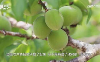 青梅哪里好（青梅买哪里的好）