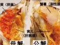 大闸蟹蟹黄在哪里（大闸蟹蟹黄在哪里图片）