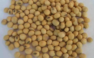 黄豆哪里的好（哪里产的黄豆最好）