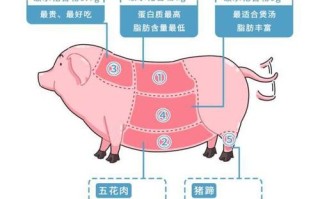 猪身上哪个部位营养价值排名,猪肉哪里肉好吃