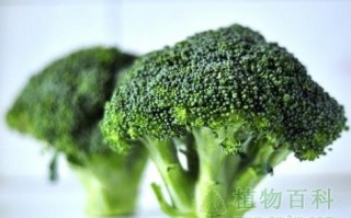 西兰花哪里最有营养（西兰花哪个部位可以吃）