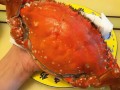 蟹肉哪里刷（蟹肉哪里掉落）