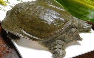 哪里的甲鱼最好,甲鱼哪里最好吃有营养