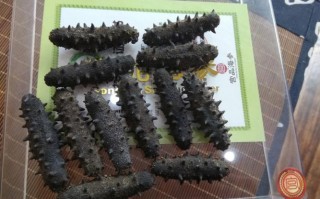 山东哪里产海参（山东哪里产海参最好）