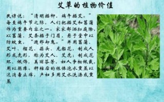 端午艾草哪里（艾草的发源地）