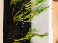 小葱结了骨朵后怎么办,葱花哪来的