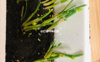 小葱结了骨朵后怎么办,葱花哪来的
