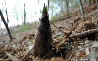 越南哪里产冬笋（越南哪里产冬笋最多）