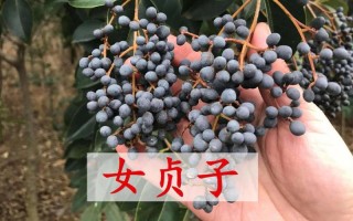 女贞子哪里好（女贞籽多少钱一斤哪里收购）