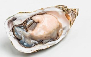 海蛎子吃哪里（海蛎子的功效）