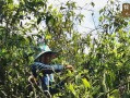 在哪里摘茶（哪里摘茶叶）