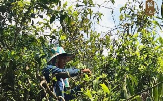 在哪里摘茶（哪里摘茶叶）