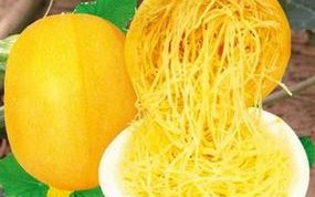 崇明金瓜哪里有卖（崇明金瓜掐尖方法）