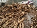 葛根哪里的最好（葛根出产于什么地方是正宗的）