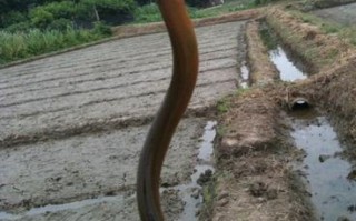 黄鳝在哪里生长（野外黄鳝在什么地方比较多）