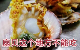 扇贝哪里不能吃（扇贝哪里不能吃）