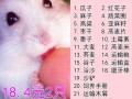 如何辨别布丁、奶茶、银狐是不是纯种的?它们各有什么特点？布丁反色的几率有多大,辨别奶茶怎么样好喝