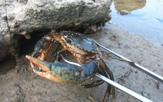 海南赶海抓青蟹的最佳地点,青蟹哪里的好吃