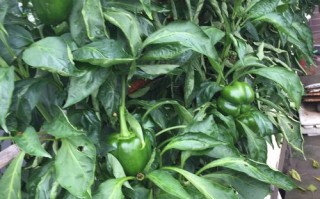 菜椒长在哪里（菜椒长在哪里的图片）