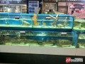 鱼市场的利润怎么样（鱼市场的利润怎么样啊）
