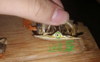 毛蟹铲子在哪里（金石滩哪里可以抓小螃蟹）