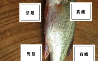 鲈鱼是哪里的鲈鱼有刺,鲈鱼的刺在什么地方