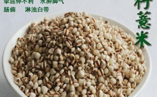 薏仁产地在哪里（薏仁产地在哪里啊）