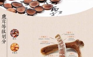 鹿茸是哪里（鹿茸是哪里的特产）