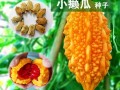 赖瓜的营养在哪里（赖瓜营养功效）