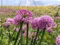 我国哪里有野韭菜（阿尔山韭菜花哪里多）