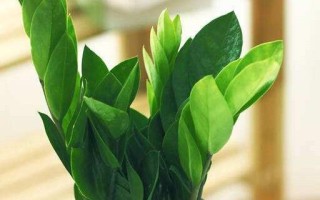 鹅掌哪里最好（金钱树和鸭掌木哪个好）