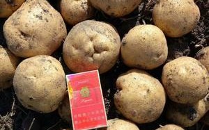 土豆哪里特产（绥化望奎县十大特产）