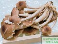 茶树菇哪里的好（茶树菇哪里的好吃）